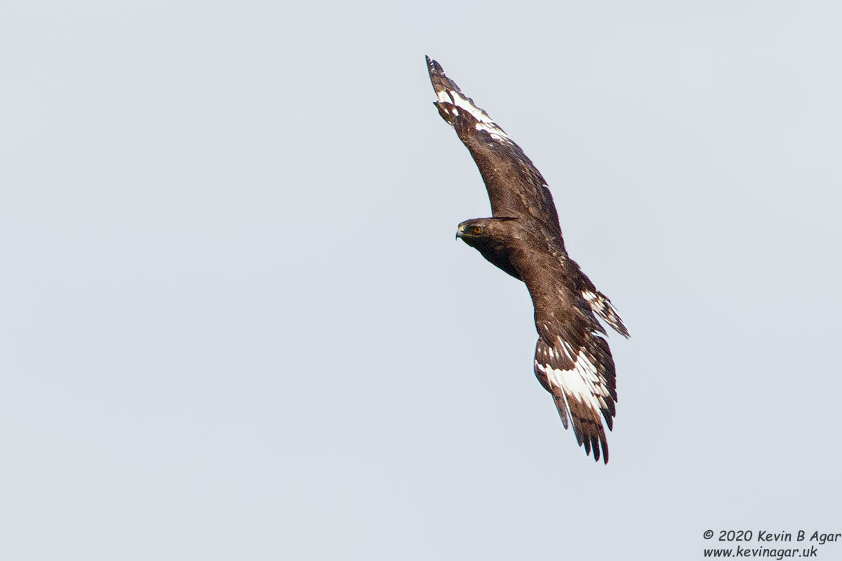 7D2_7805.jpg