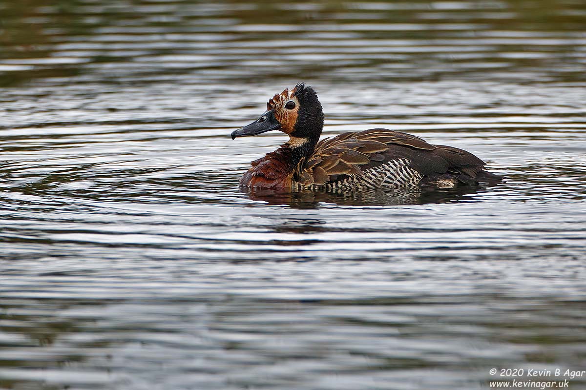 7D2_7578.jpg