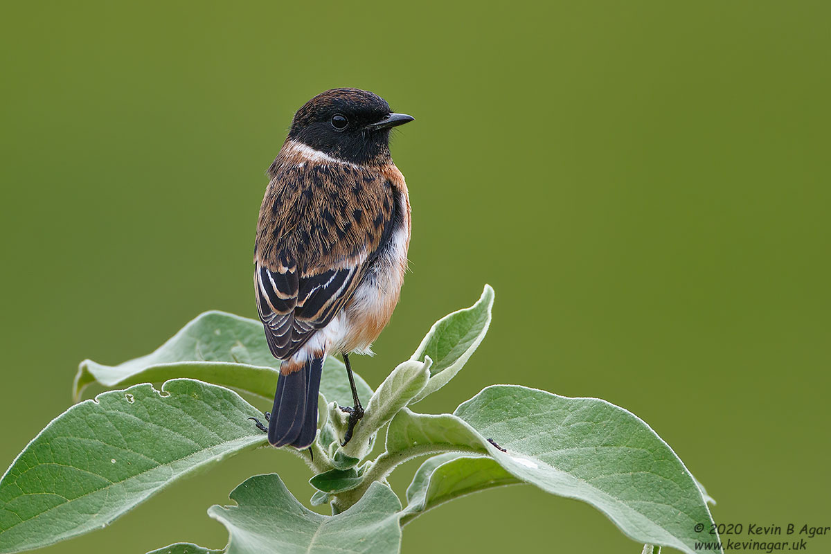 7D2_7562.jpg 7D2_7562.jpg