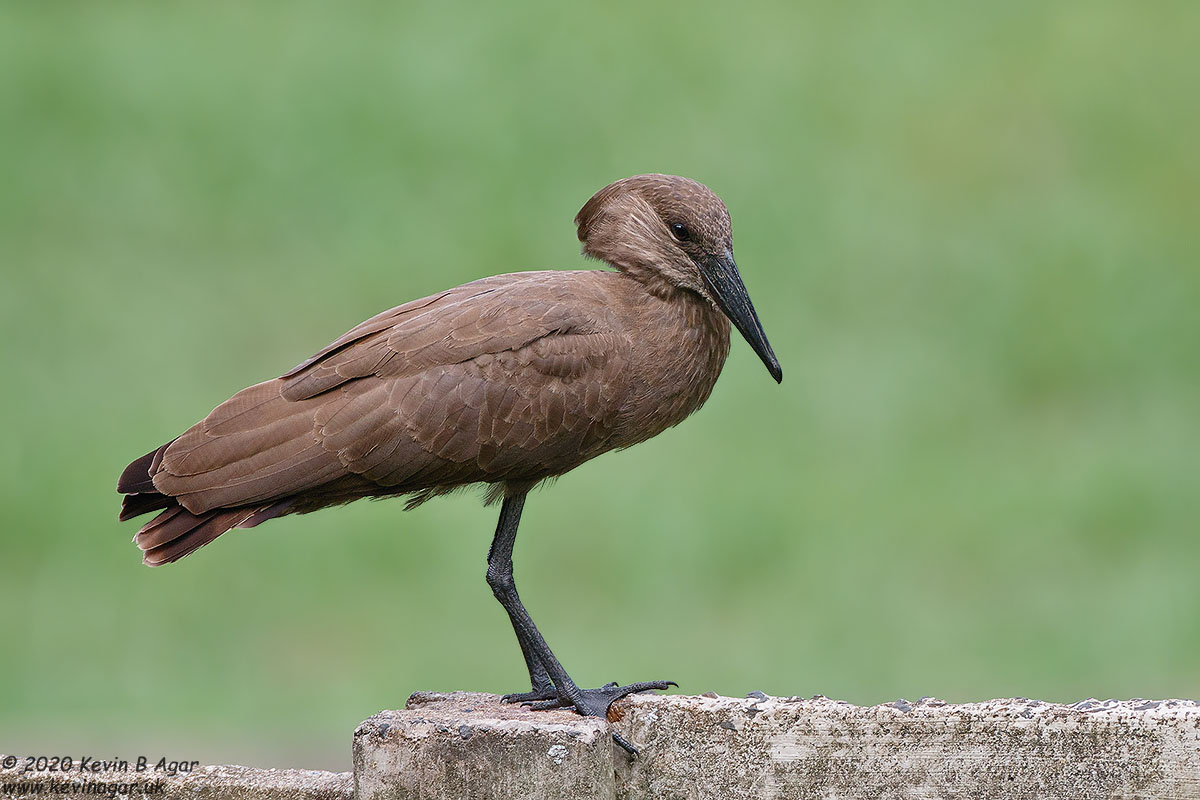 7D2_7415.jpg 7D2_7415.jpg