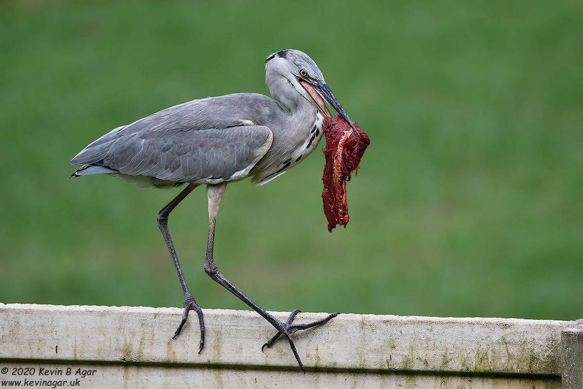 7D2_7408.jpg 7D2_7408.jpg