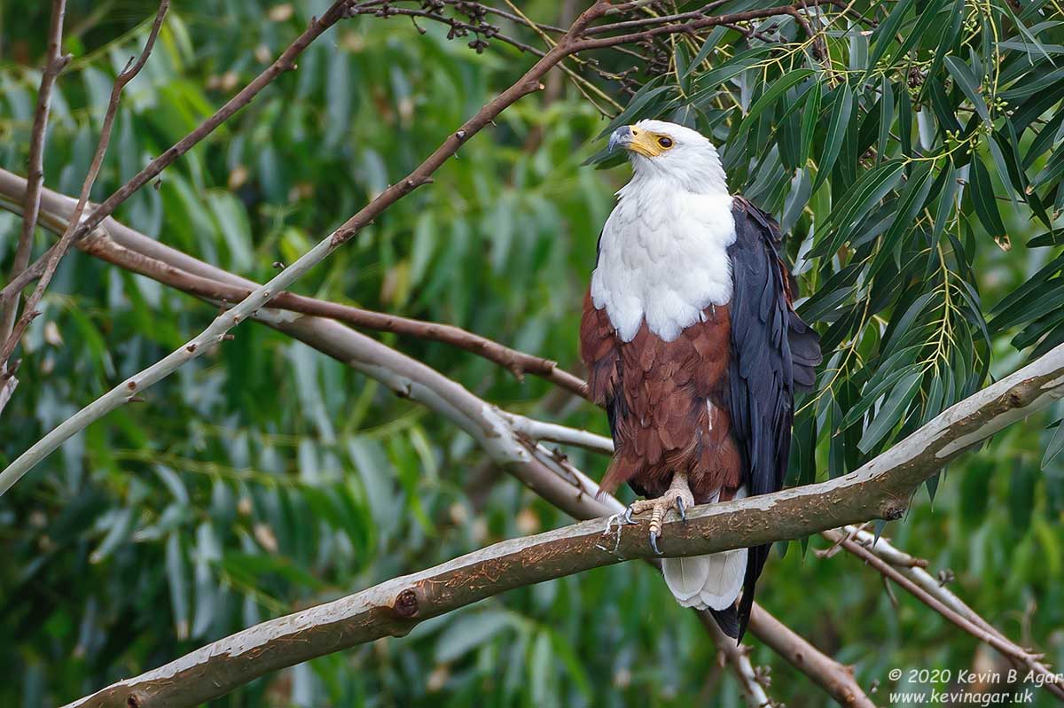 7D2_7403.jpg 7D2_7403.jpg