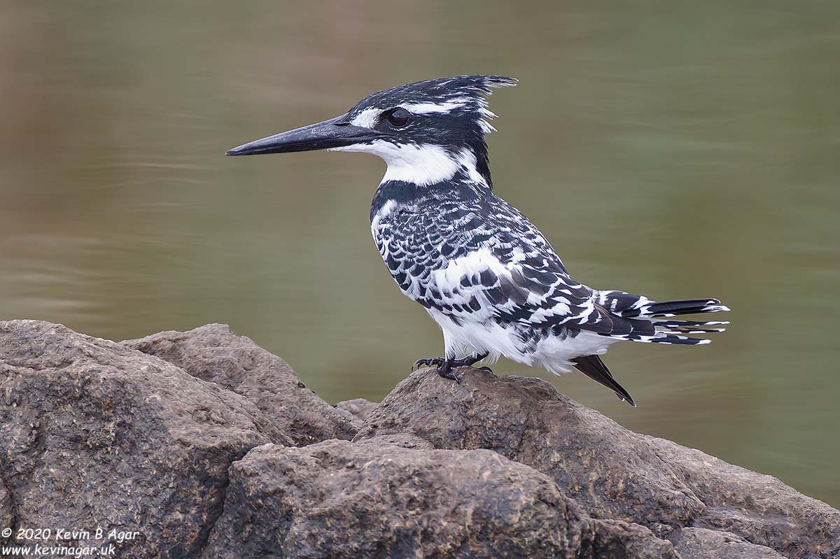 7D2_7142.jpg 7D2_7142.jpg