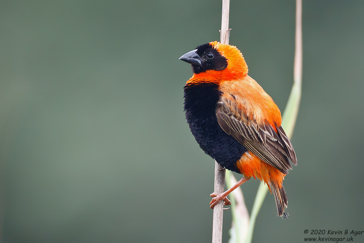 7D2_7102.jpg 7D2_7102.jpg