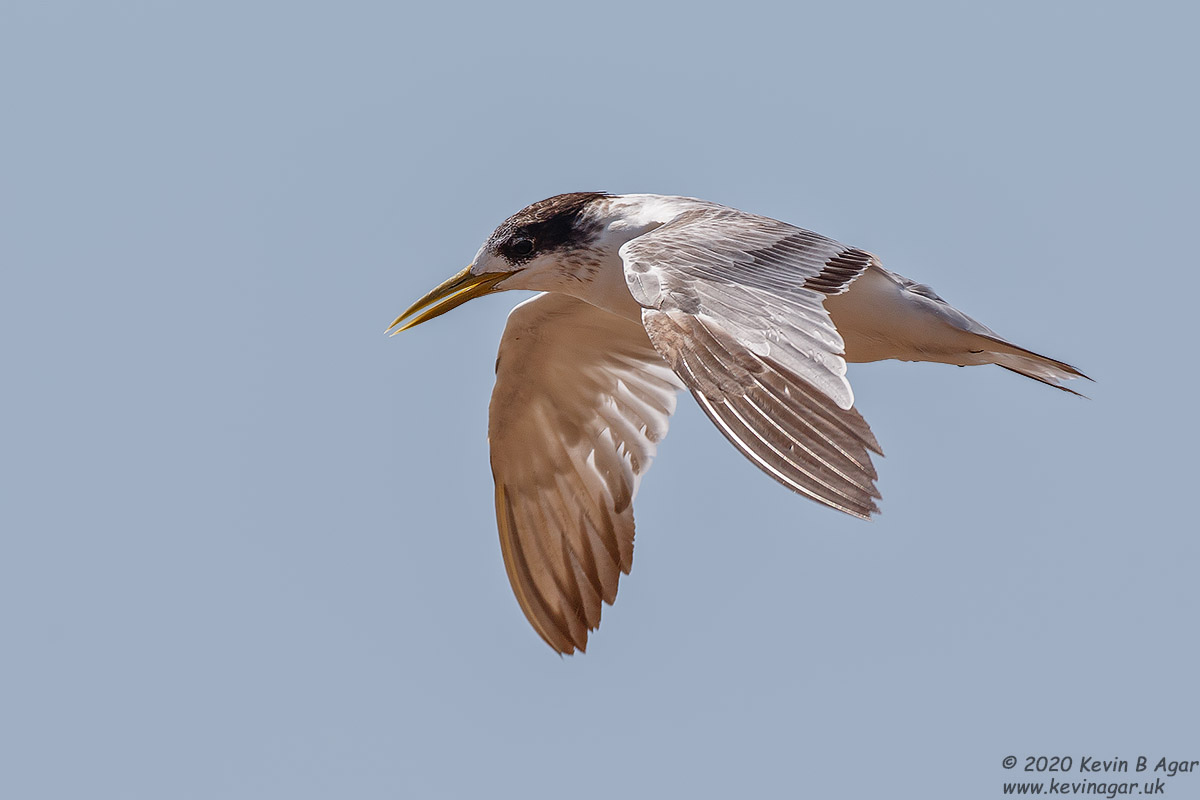 7D2_7001.jpg 7D2_7001.jpg