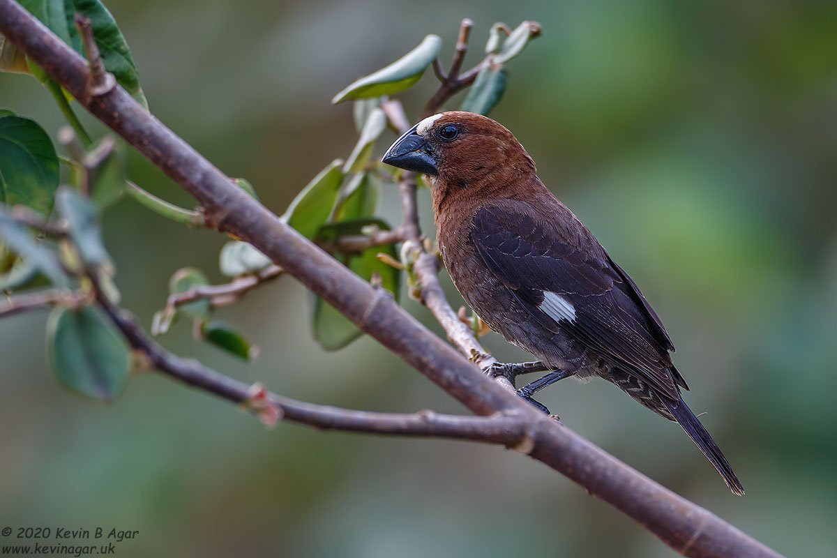 7D2_6980.jpg 7D2_6980.jpg