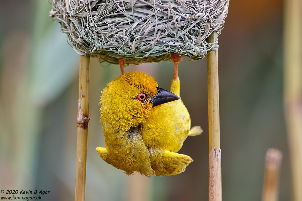 7D2_6905.jpg 7D2_6905.jpg