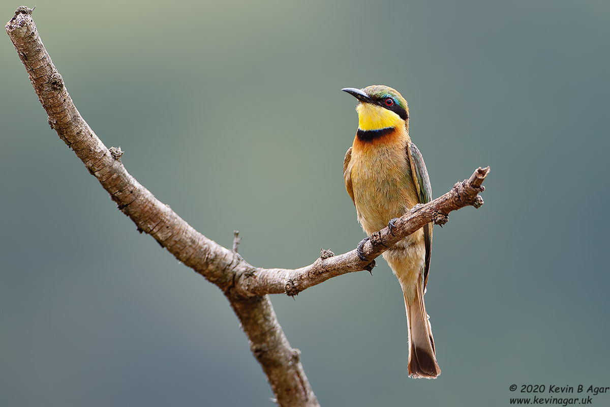 7D2_5621.jpg 7D2_5621.jpg