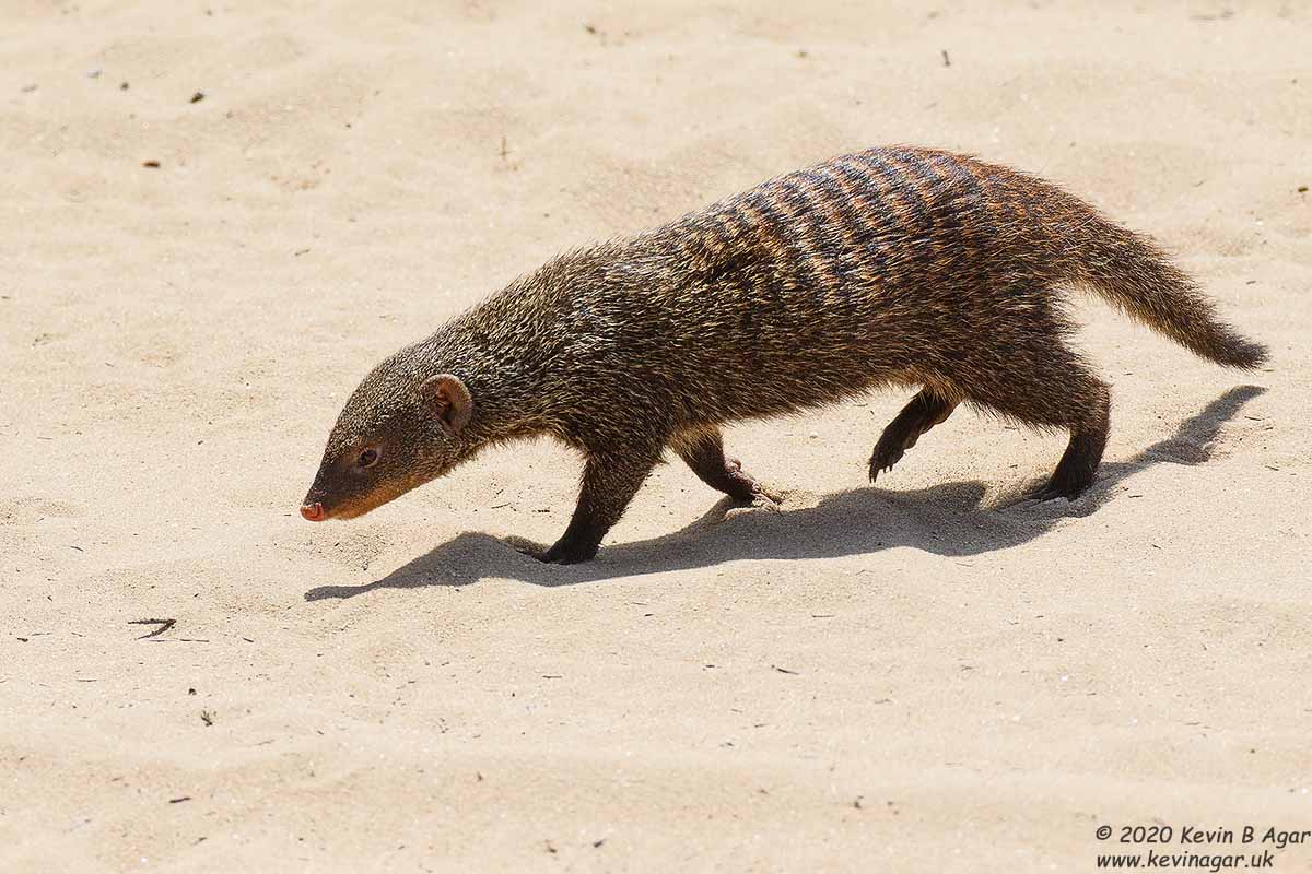 7D2_6266.jpg 7D2_6266.jpg