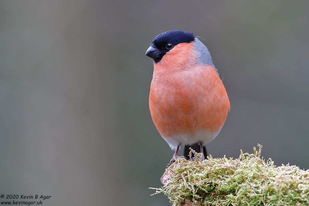 7D2_9298.jpg 7D2_9298.jpg