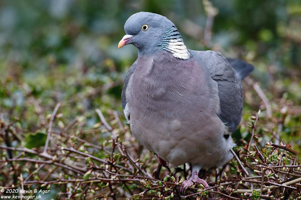 7D2_9378.jpg 7D2_9378.jpg