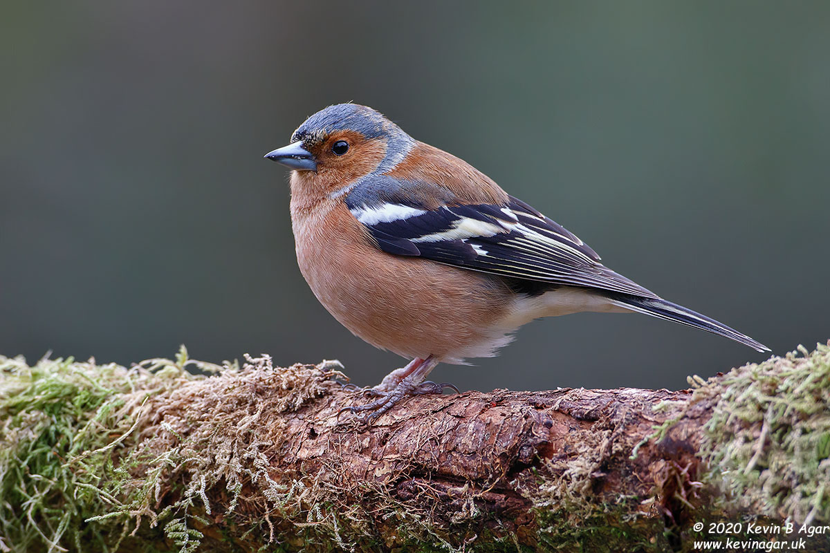 7D2_9654.jpg 7D2_9654.jpg