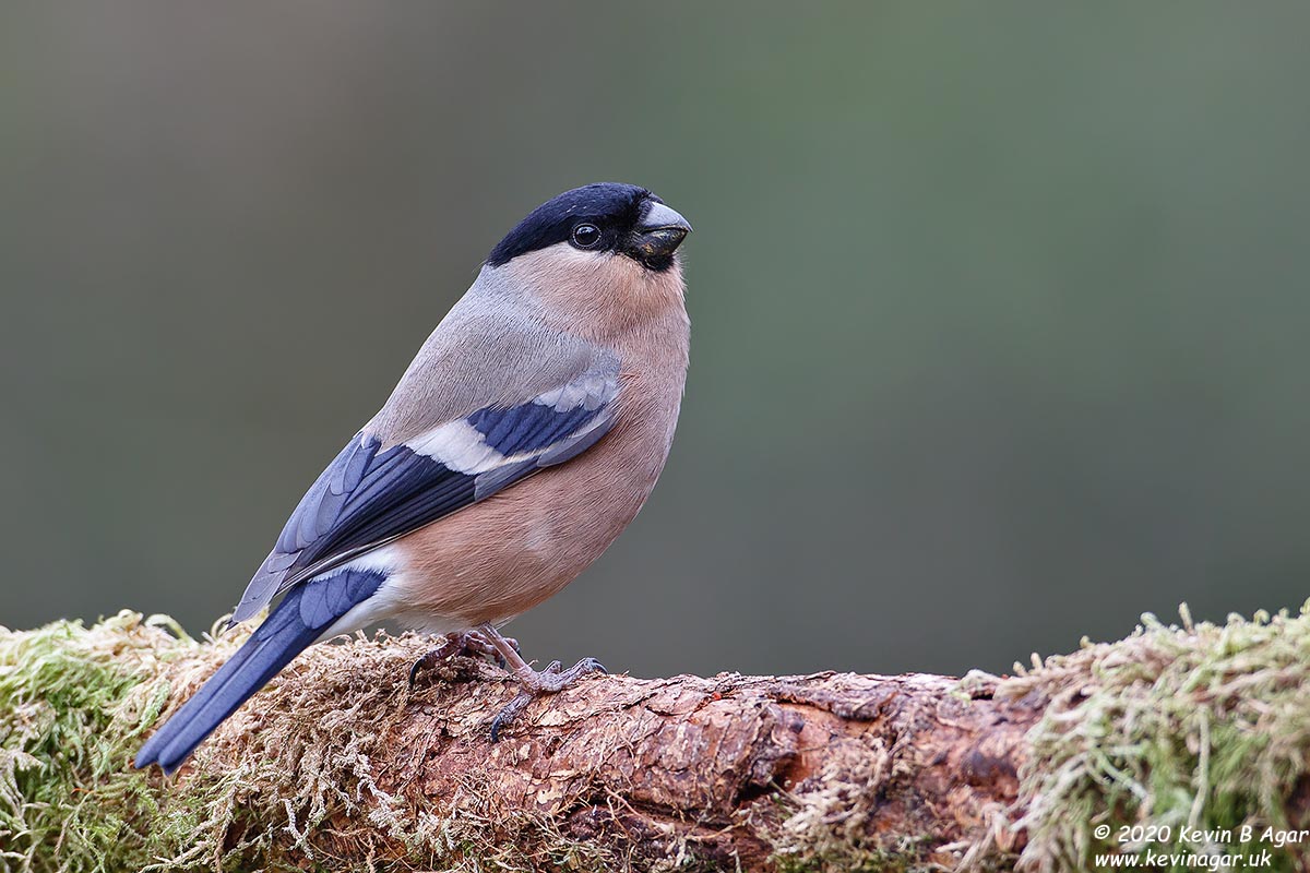 7D2_9702.jpg 7D2_9702.jpg