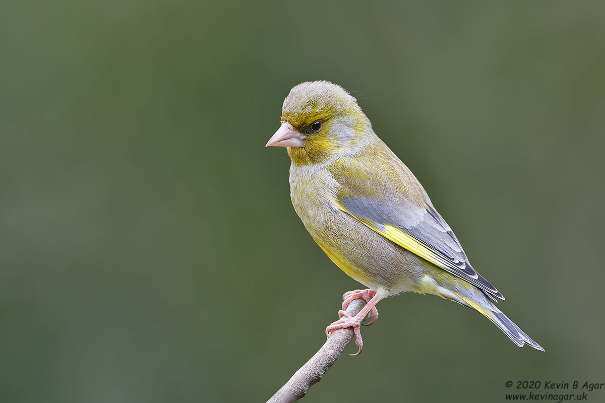 7D2_9671.jpg 7D2_9671.jpg