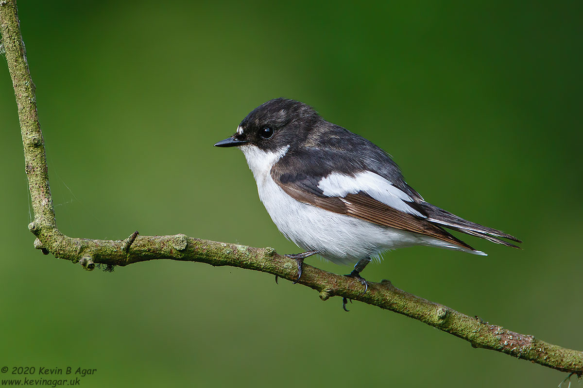 7D2_0609.jpg 7D2_0609.jpg