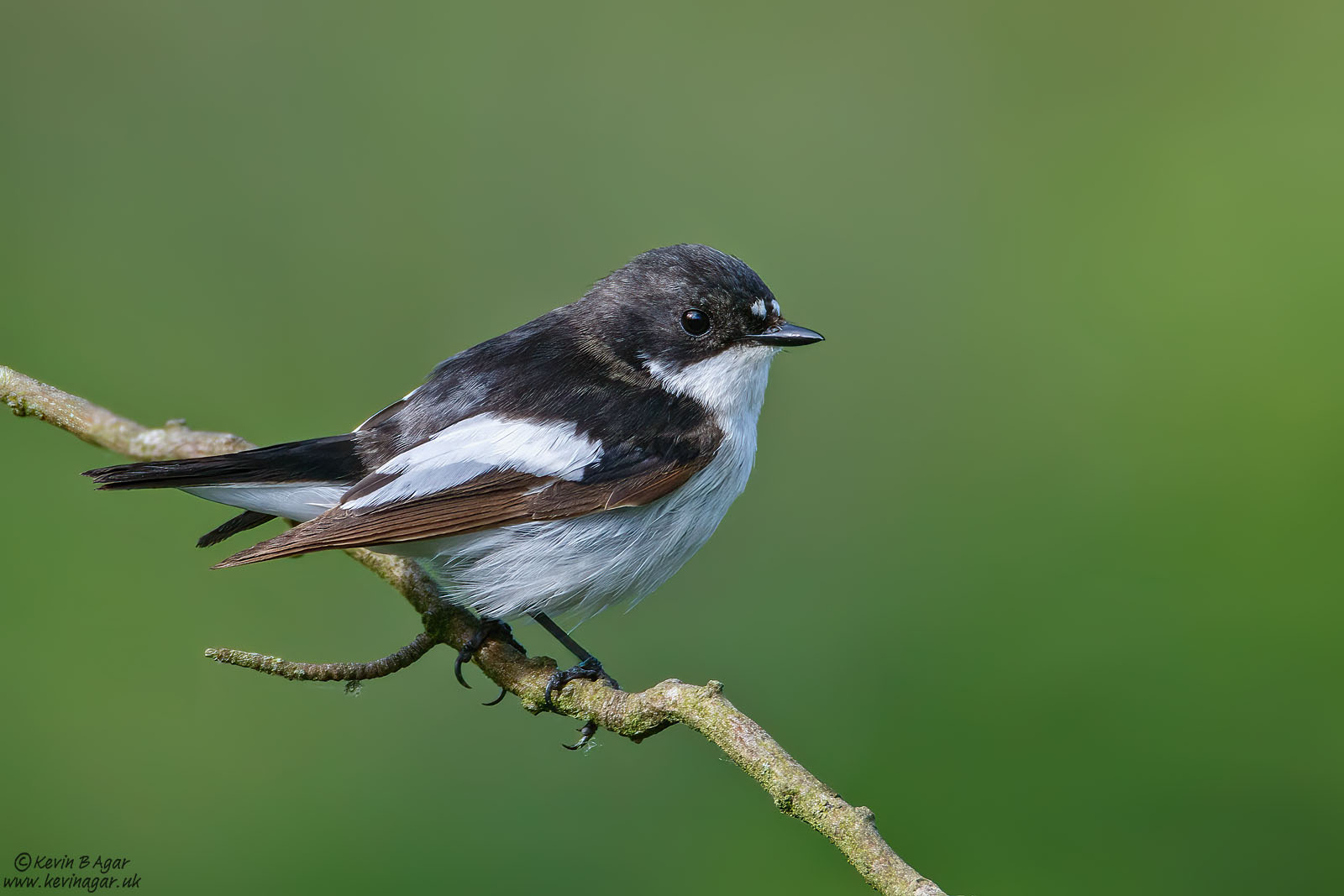 7D2_0705.jpg 7D2_0705.jpg