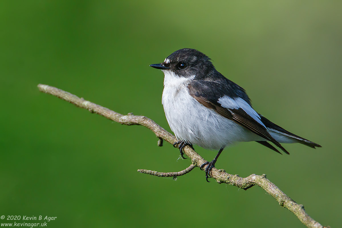 7D2_0747.jpg 7D2_0747.jpg