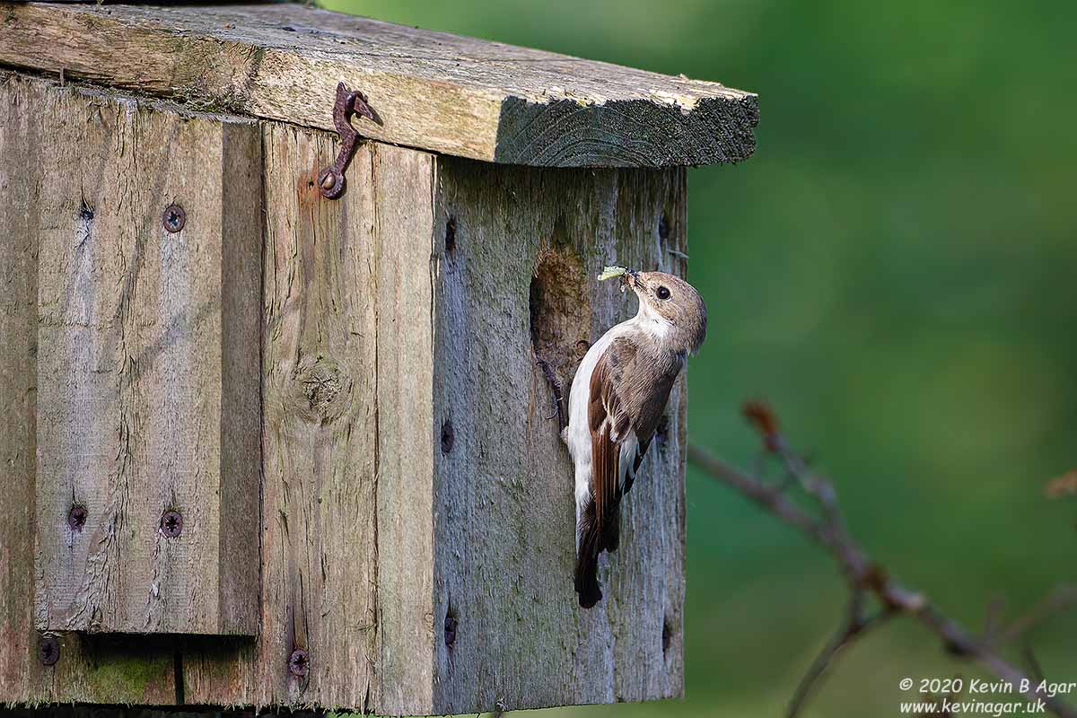 7D2_0453.jpg 7D2_0453.jpg