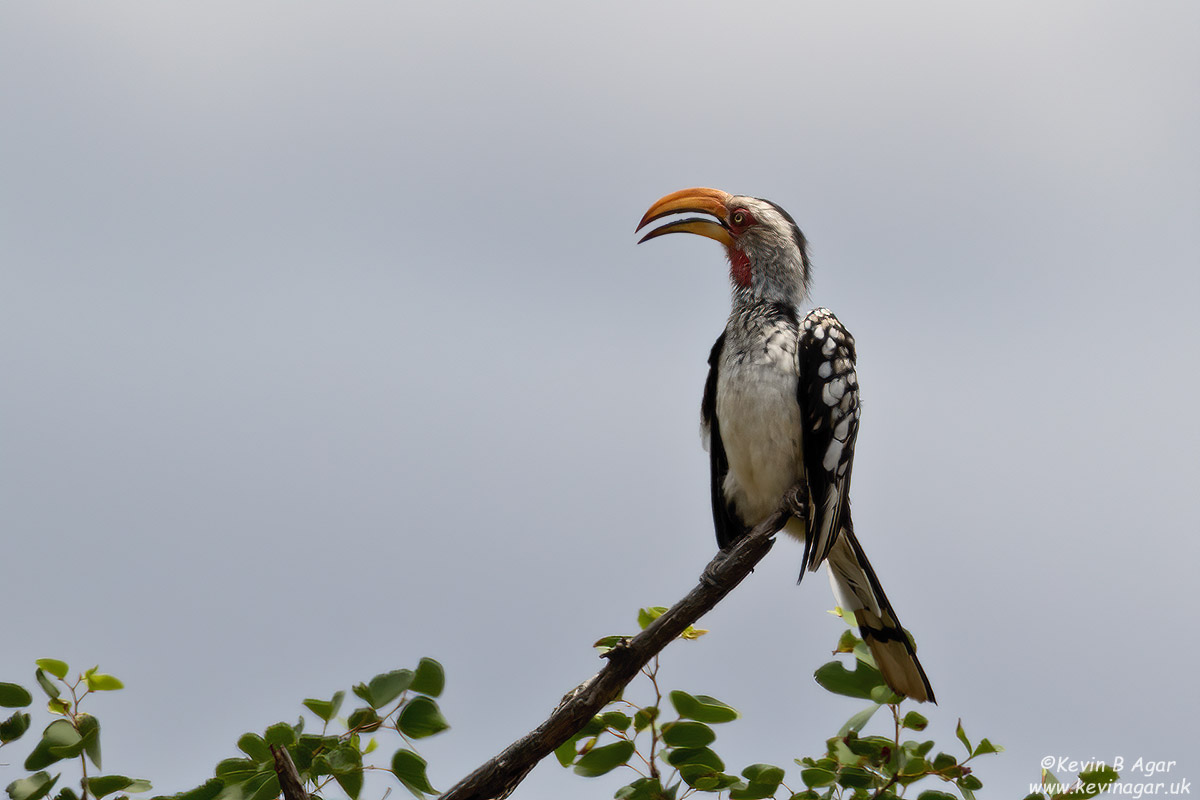 7D2_5742.jpg 7D2_5742.jpg