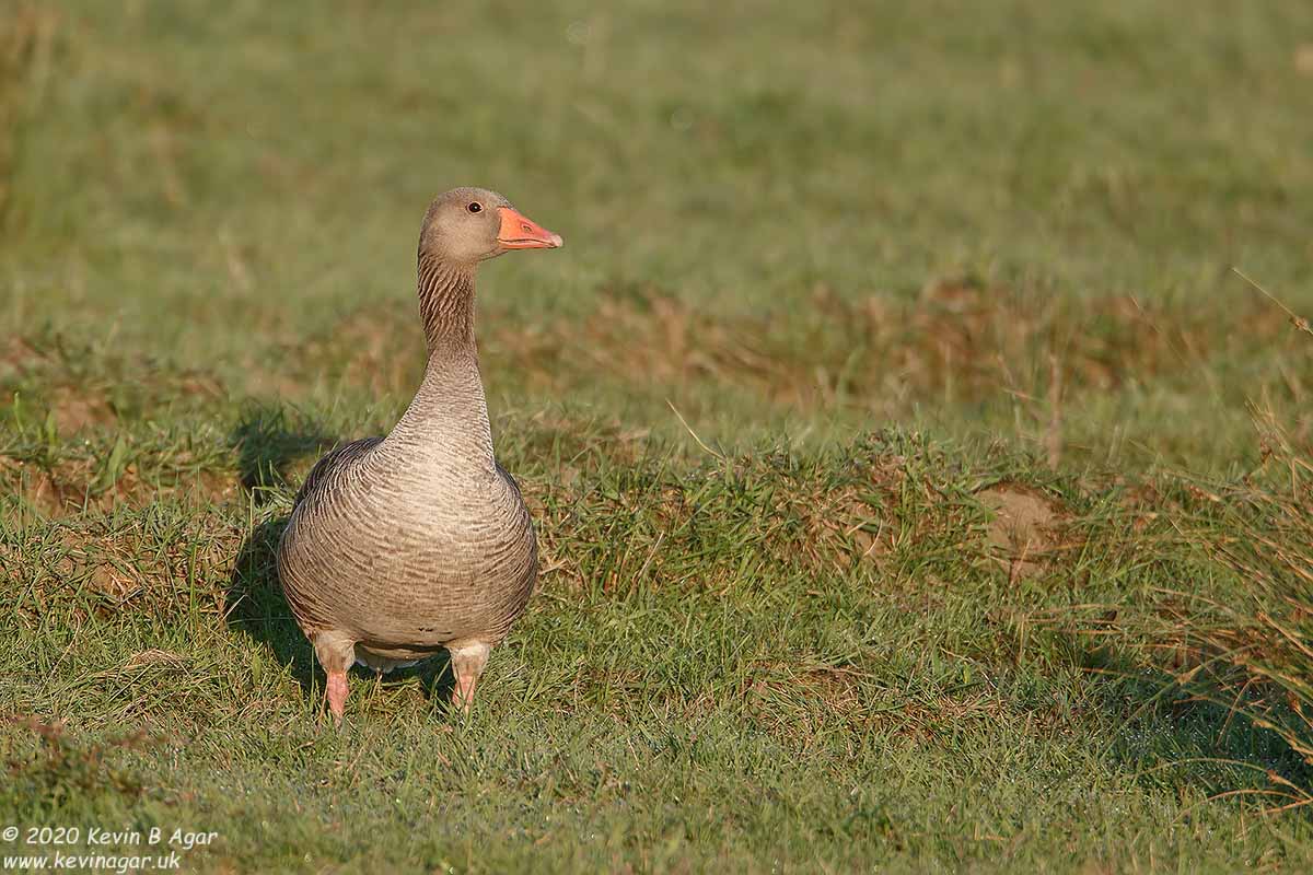 7D2_1502.jpg