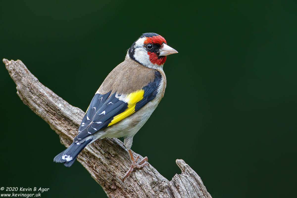 7D2_2054.jpg 7D2_2054.jpg