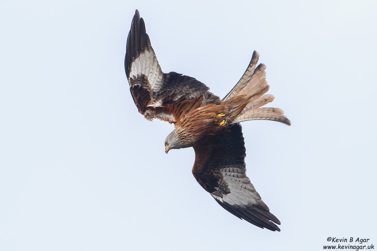 7D2_9126.jpg