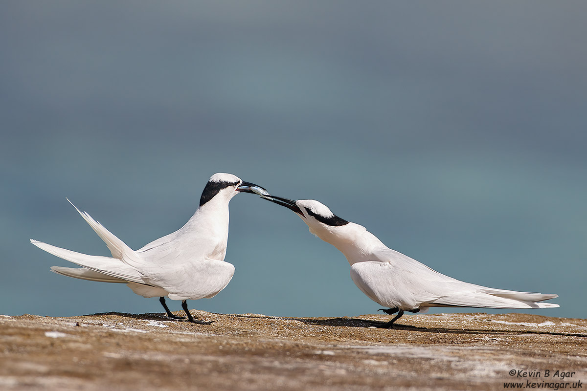 7D2_4782.jpg 7D2_4782.jpg