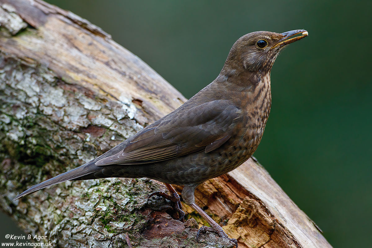 7D2_9107.jpg