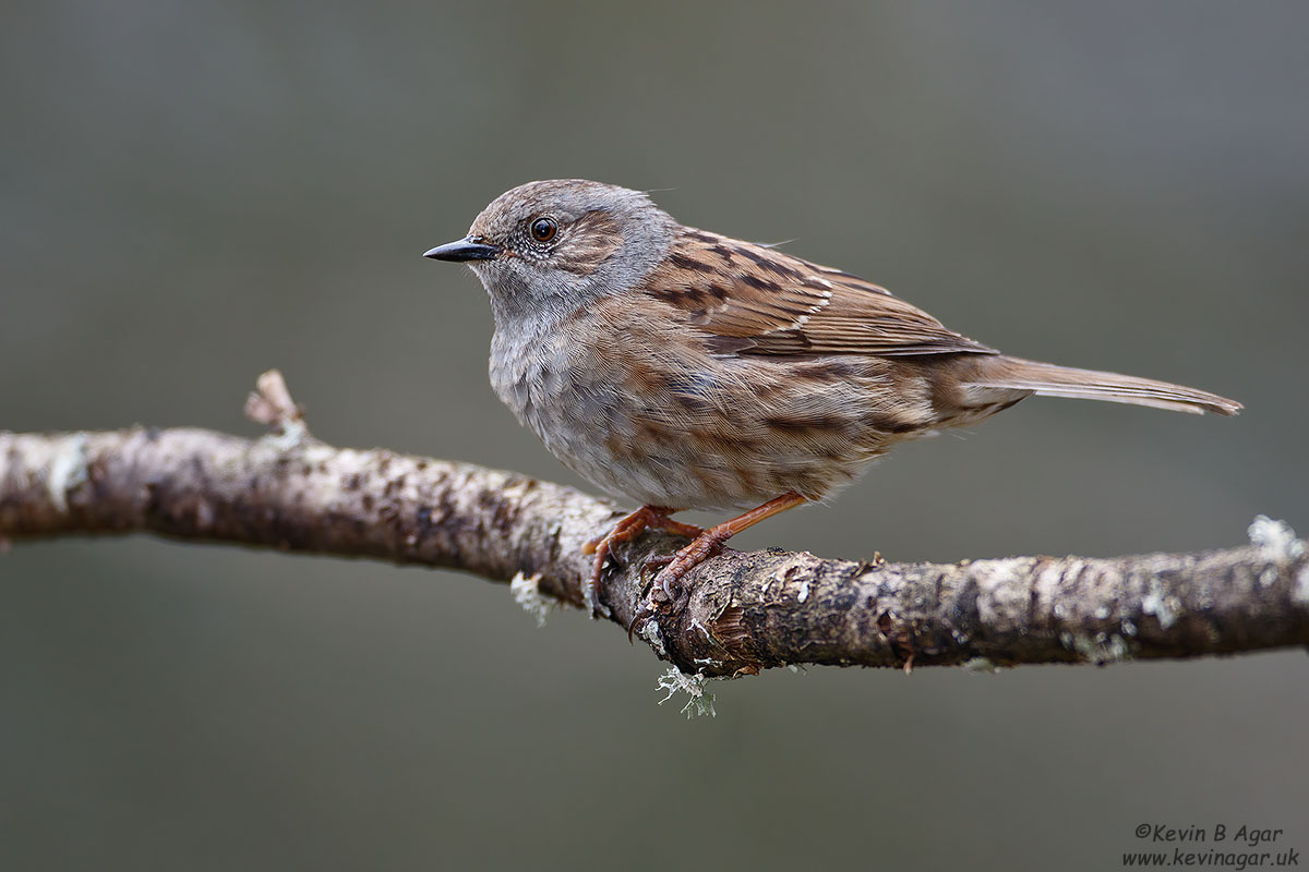 7D2_9817.jpg 7D2_9817.jpg