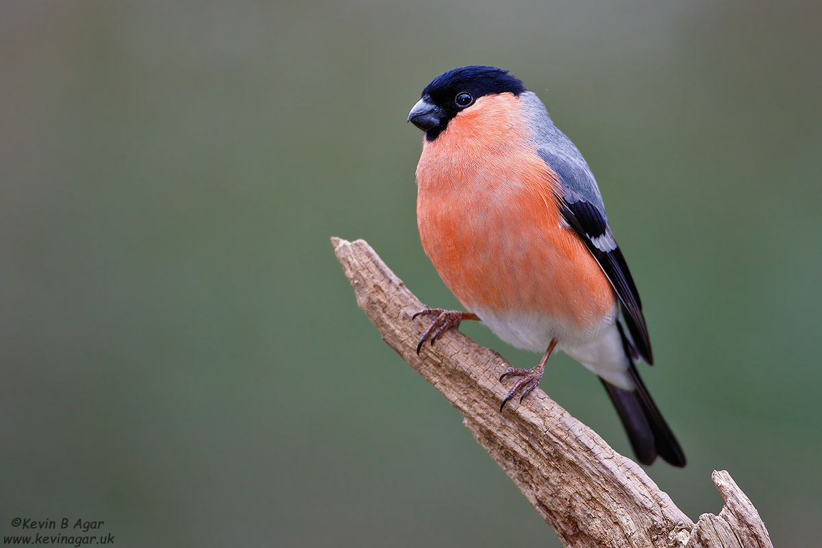 7D2_9774.jpg 7D2_9774.jpg