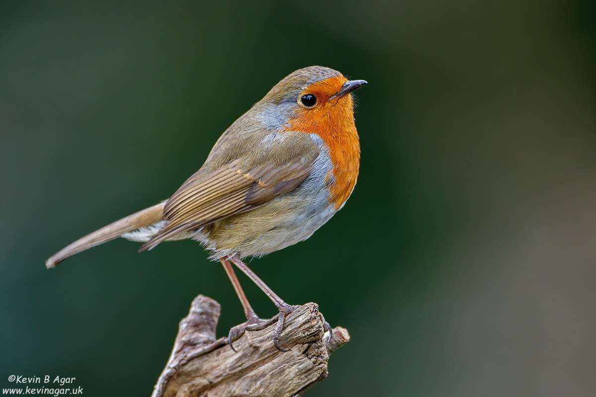 7D2_9800.jpg 7D2_9800.jpg