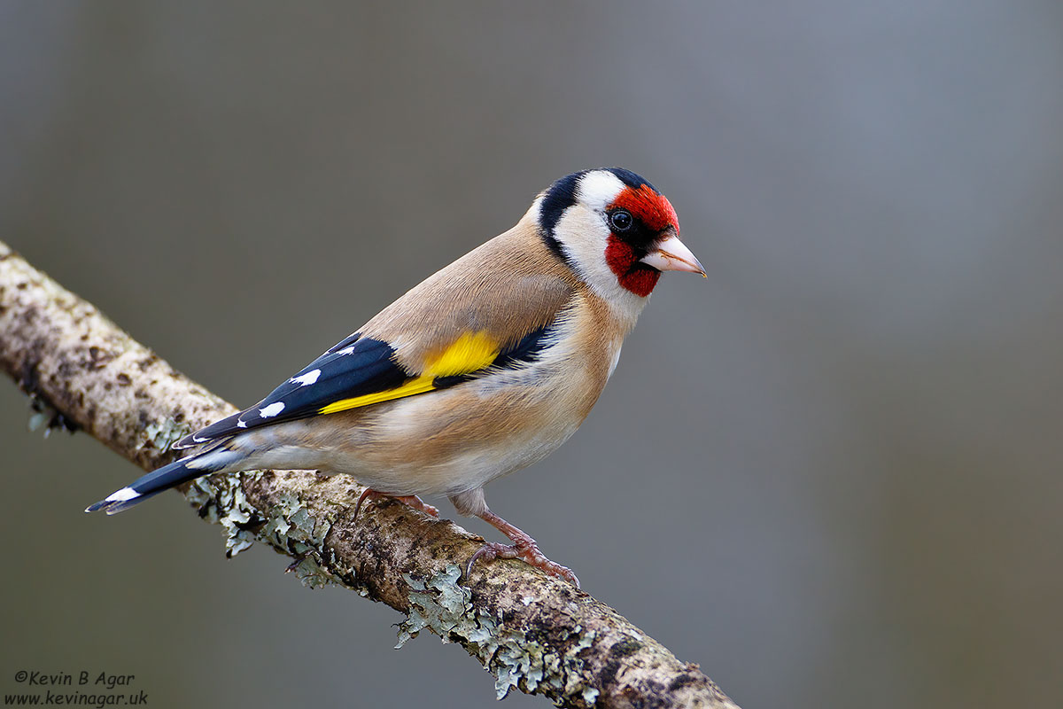 7D2_9829.jpg 7D2_9829.jpg