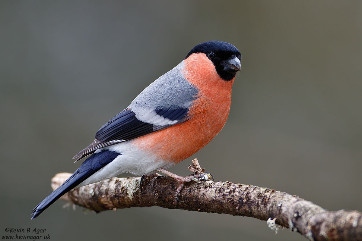 7D2_9838.jpg 7D2_9838.jpg