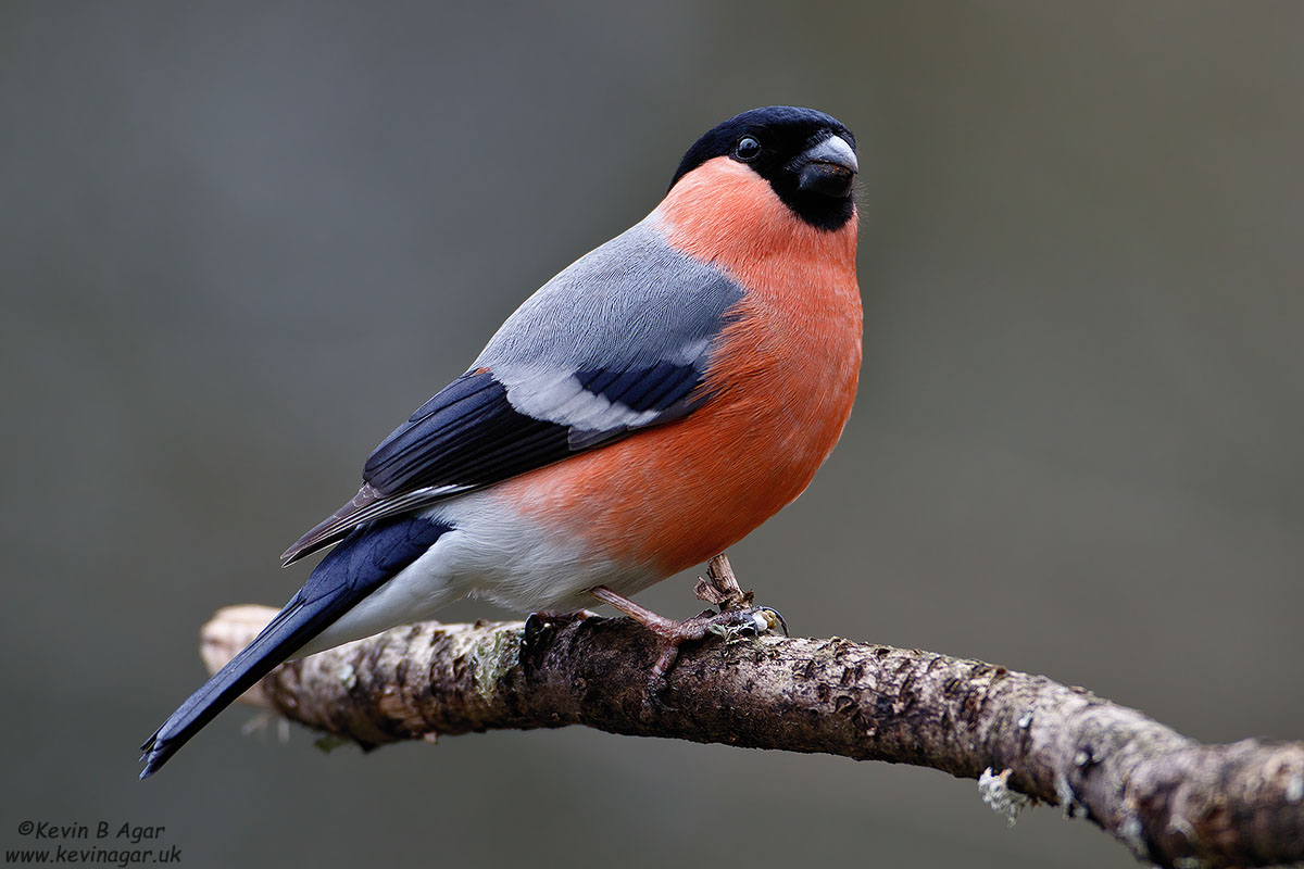 7D2_9841.jpg 7D2_9841.jpg