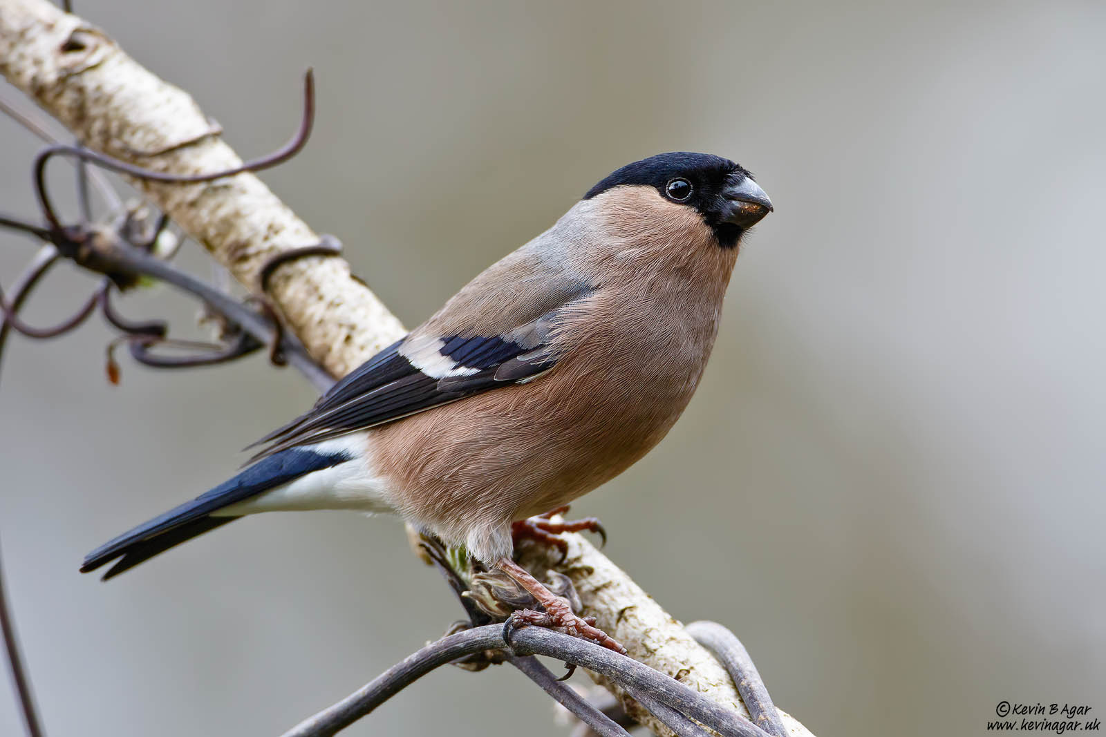 7D2_1792.jpg 7D2_1792.jpg