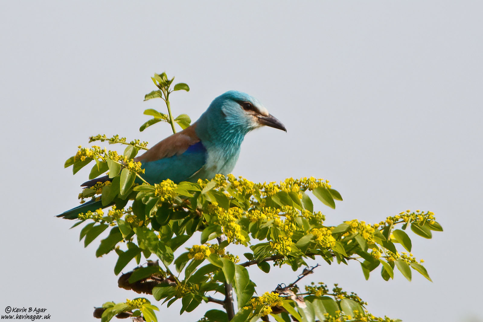 7D2_6583.jpg