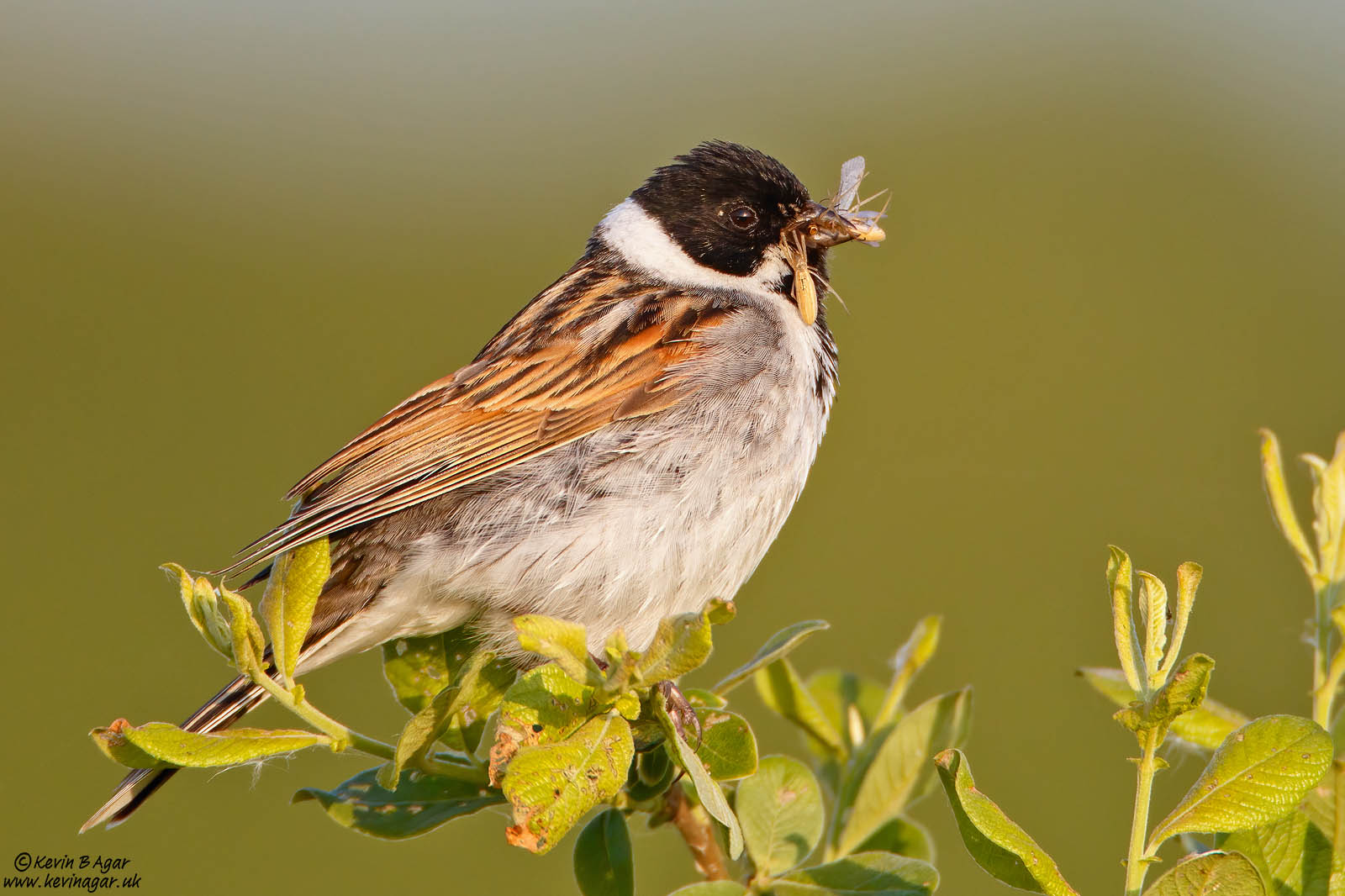 7D2_7045.jpg 7D2_7045.jpg