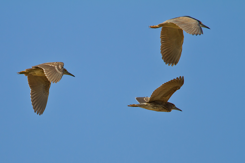 IMG_5162_2.jpg