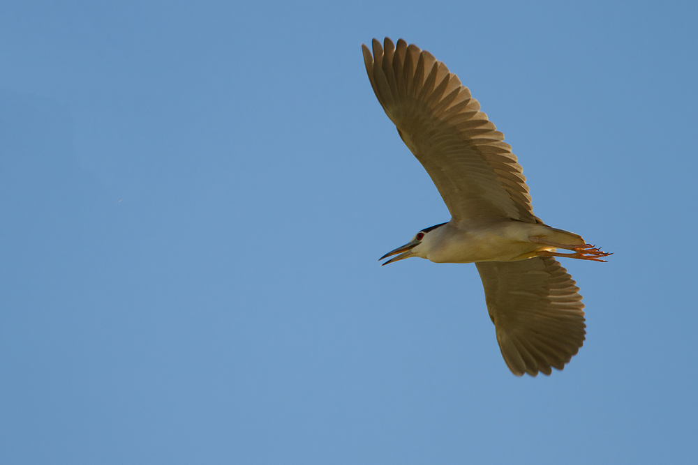 IMG_5184.jpg