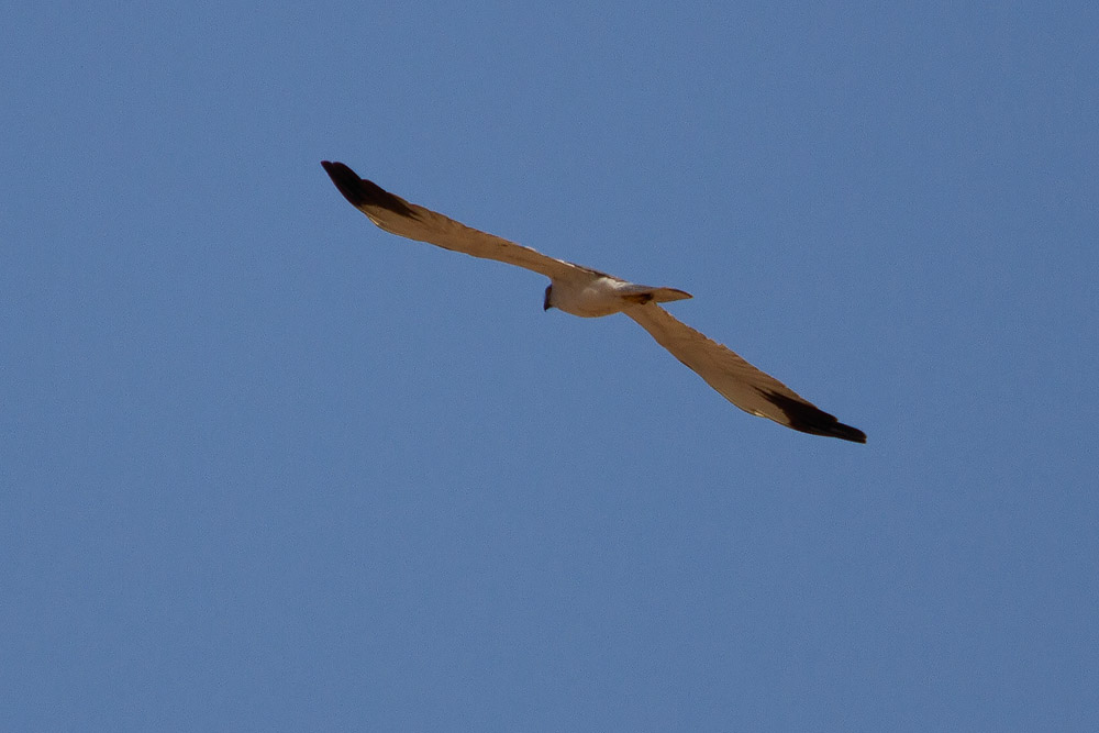 IMG_5185.jpg