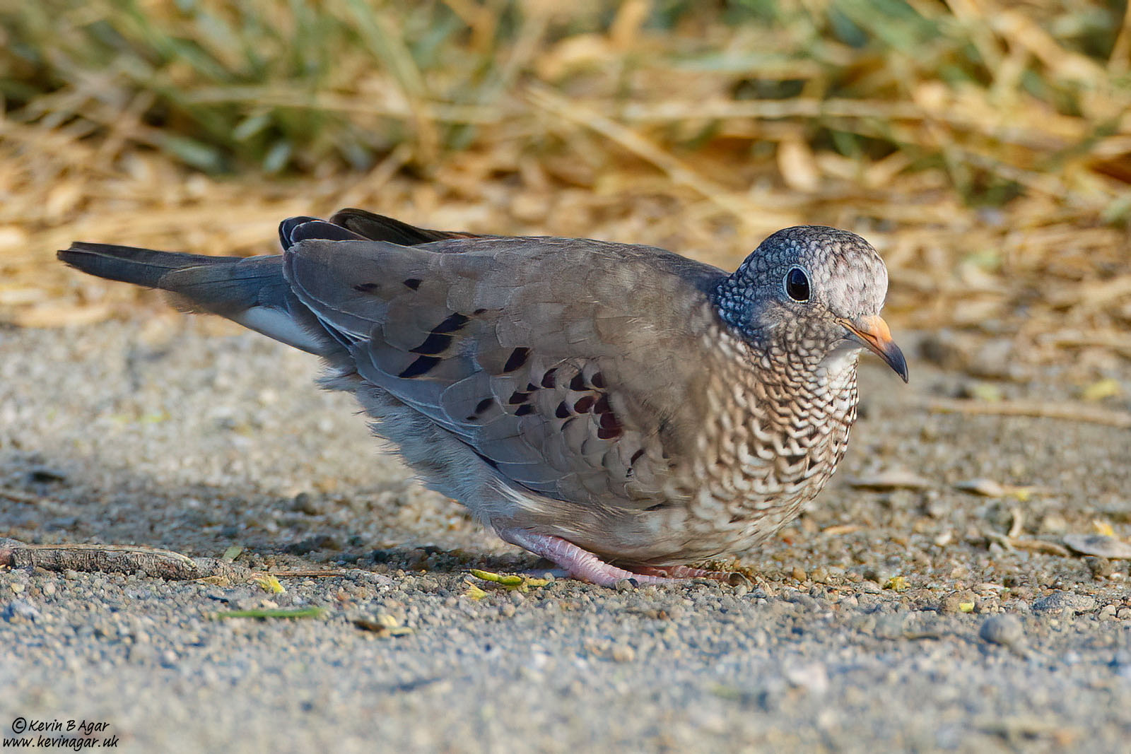 7D2_6034.jpg
