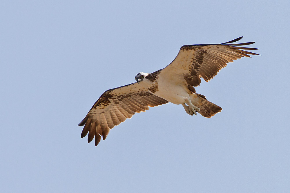 IMG_9801.jpg
