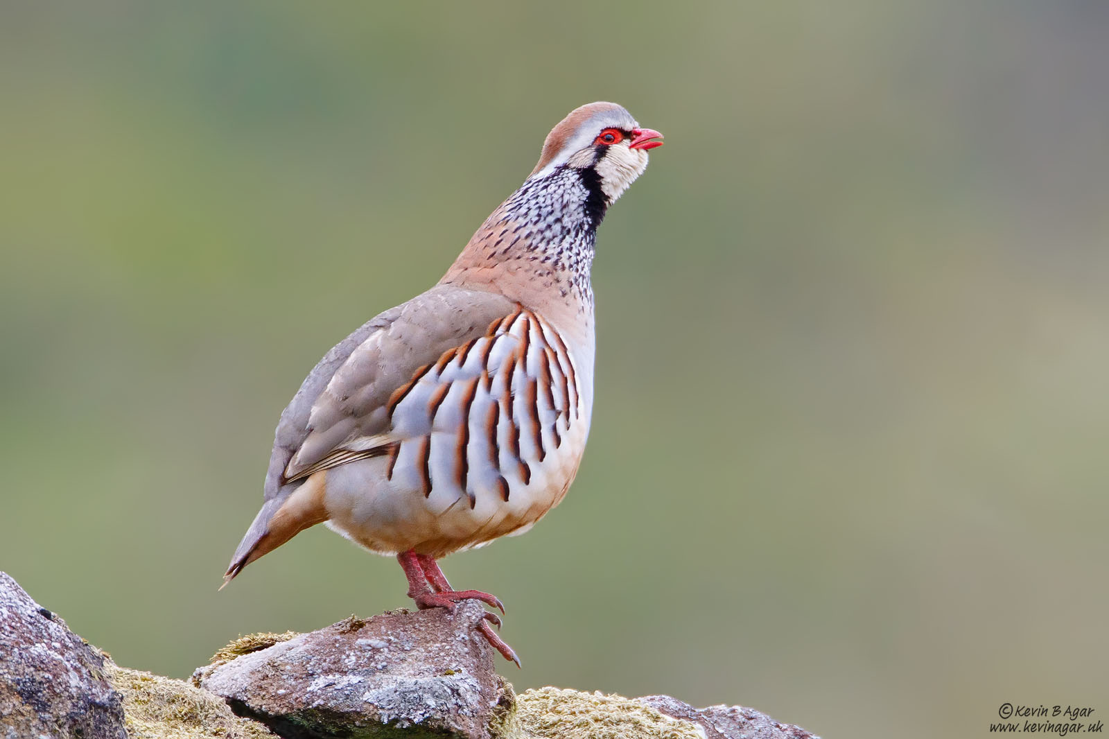 7D2_9183.jpg
