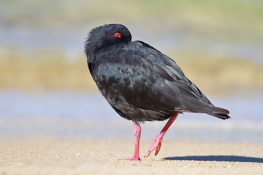 Variable Oystercatcher.jpg