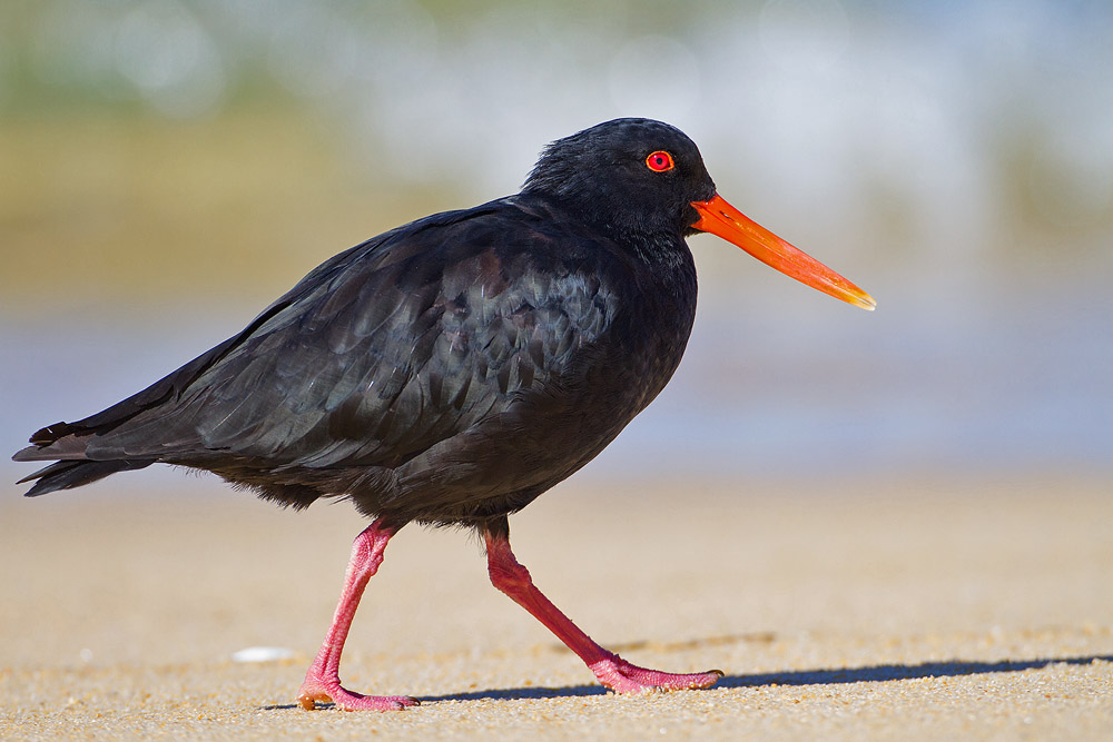 Variable Oystercatcher1.jpg