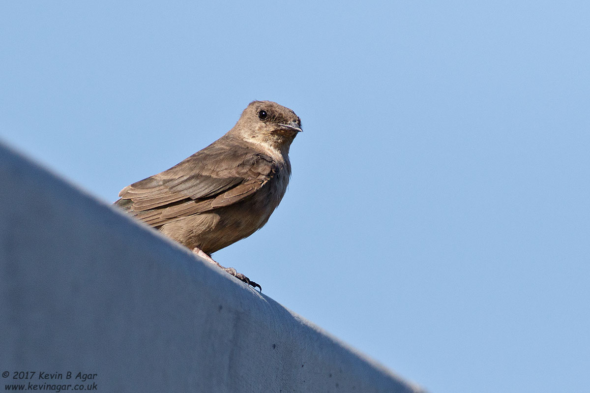 7D2_4789.jpg