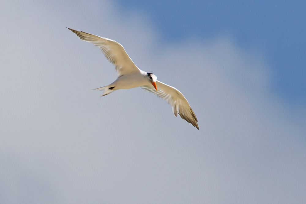 IMG_6425.jpg