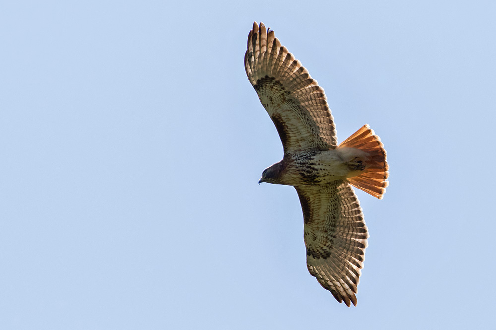 7D2_3339.jpg