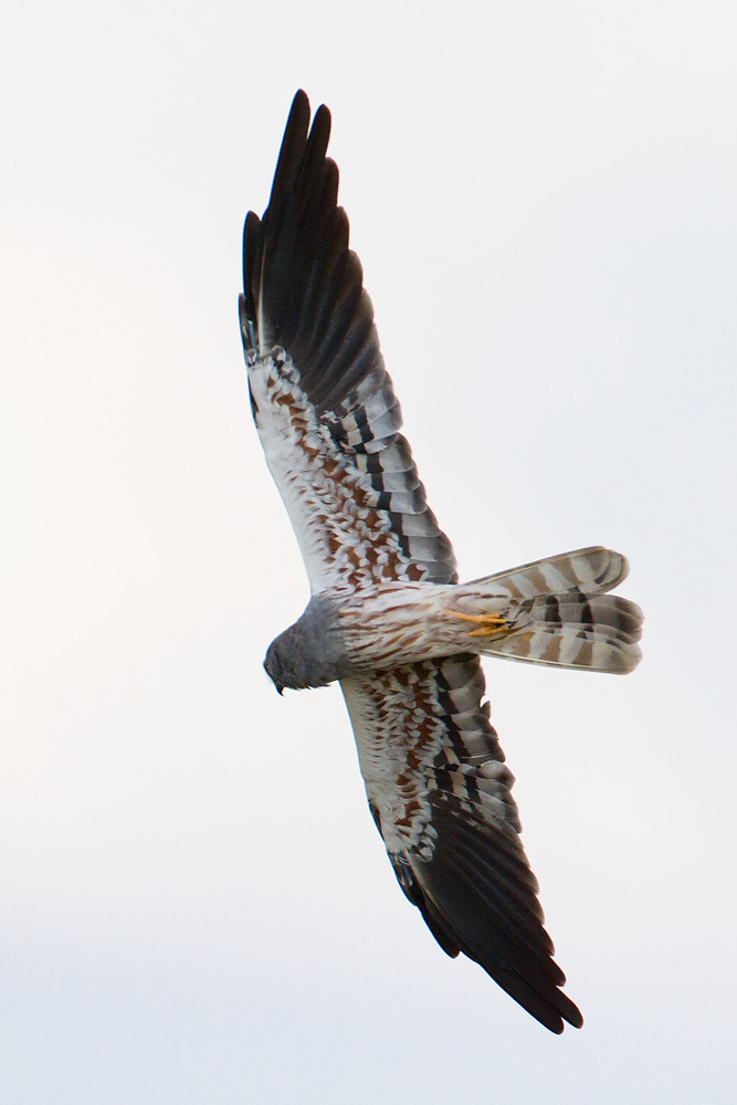 IMG_3463.jpg