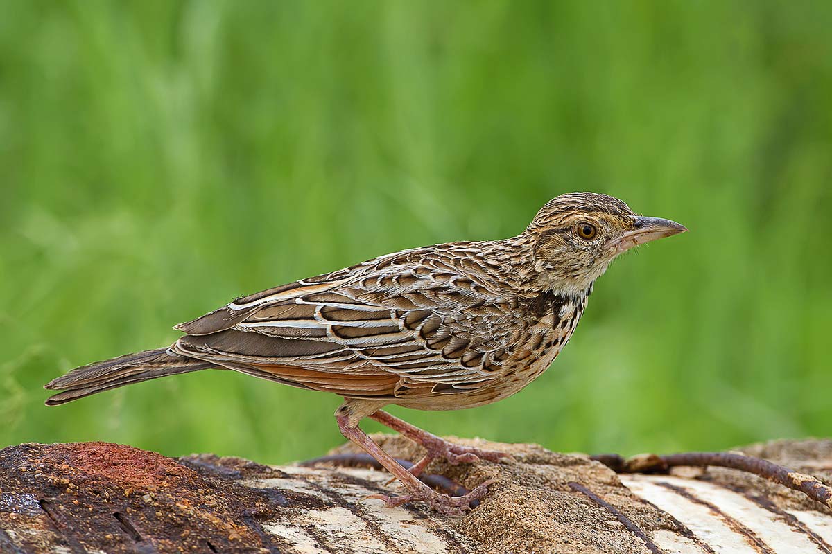 IMG_3591.jpg IMG_3591.jpg